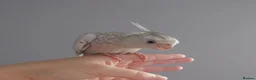 Cockatiels birds for sale: Hand reared silly tame DNA sexed baby cockatiels  - Advert 32