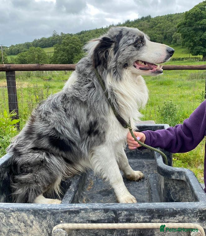 Border Collie dogs Blue merle border collie - Advert 1
