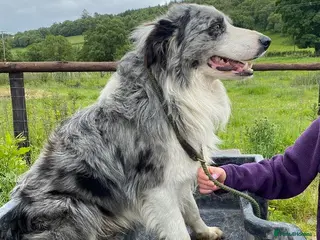 Border Collie dogs Blue merle border collie - Advert 5