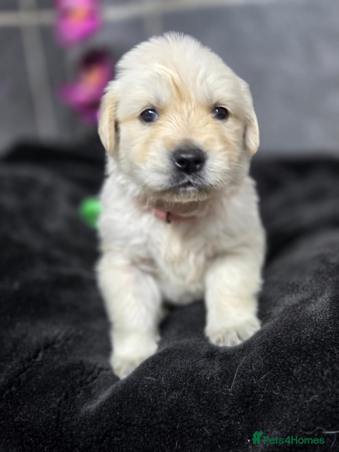 Golden Retriever dogs for sale: Gorgeous kc reg golden retrievers  - Advert 1