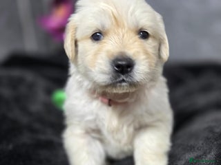 Golden Retriever dogs Gorgeous kc reg golden retrievers - Advert 3