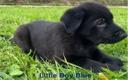 German Shepherd dogs for sale: Working Line German Shepherd Puppies - Cornwall - Image 5