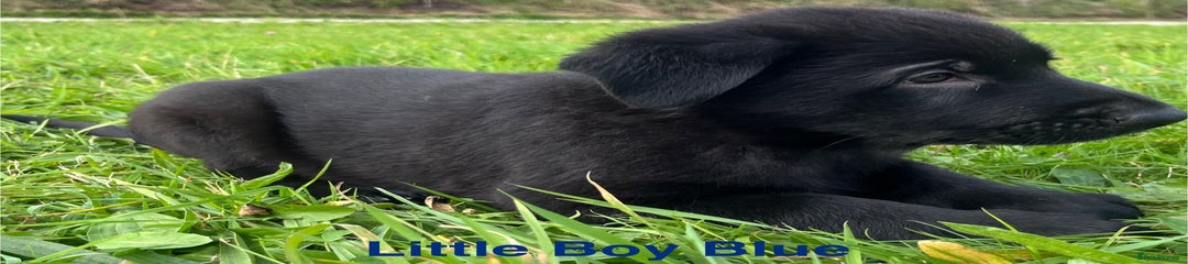 Little Boy Blue