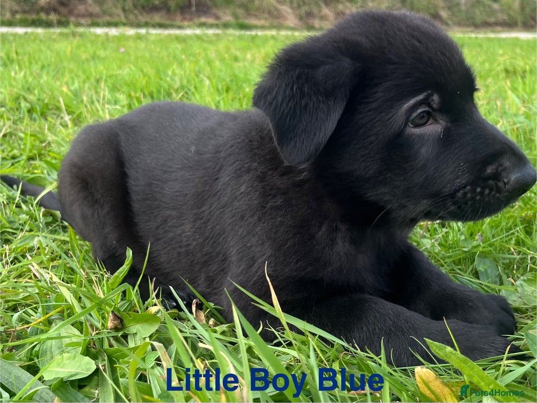 German Shepherd dogs for sale: Working Line German Shepherd Puppies - Cornwall - Image 5