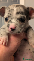 Chihuahua dogs Merle Chihuahua puppies - Advert 13