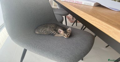 Mixed Breed cats - Advert 4
