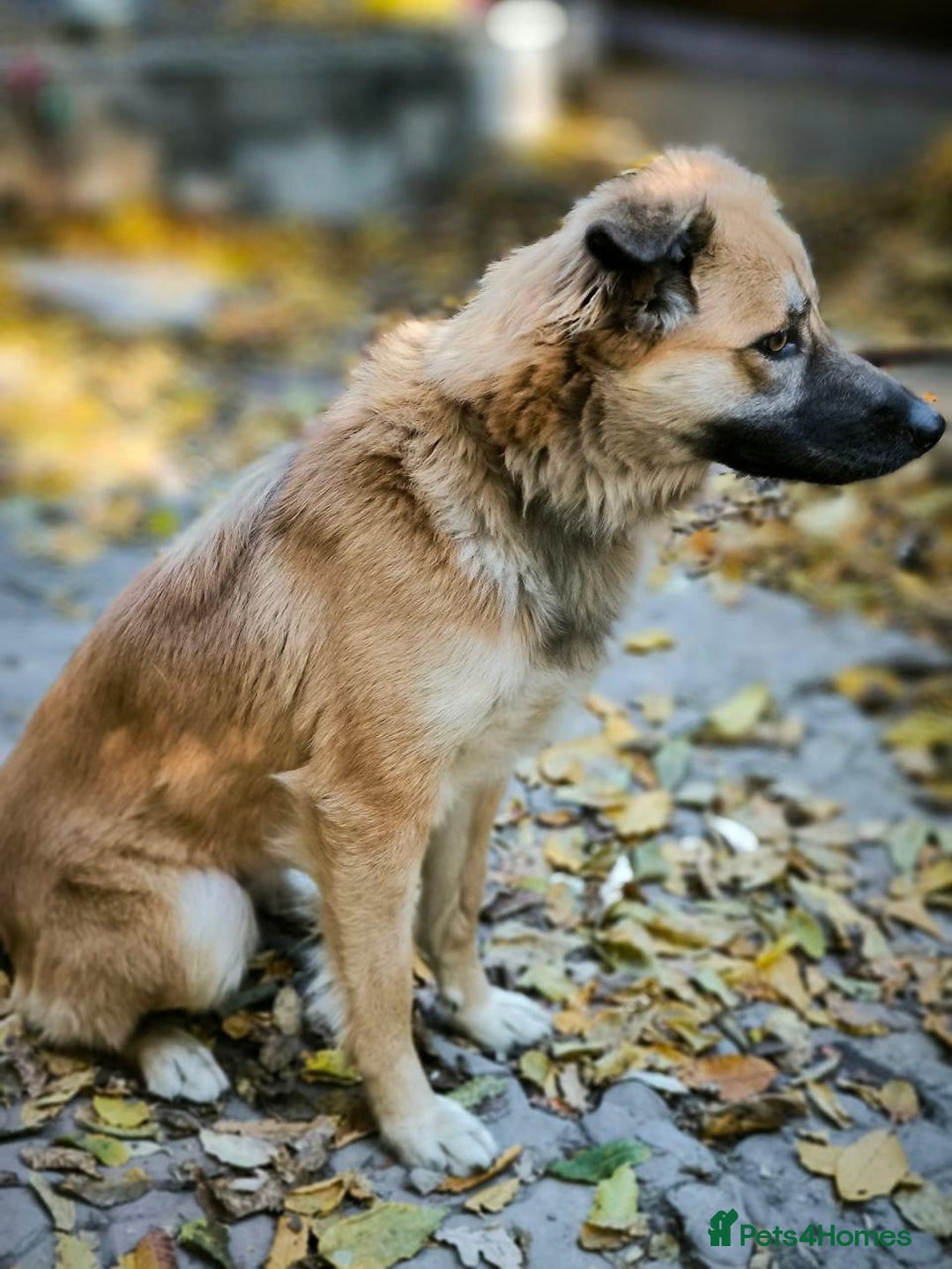 Mixed Breed dogs for adoption: 🐶💖 SOFIE 💖🐶 - Advert 15