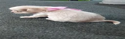Chihuahua dogs for sale: Adorable Chihuahua puppies:) - Advert 8