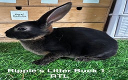 Rex rabbits for sale: Black and Tan Mini Rex  - Image 31