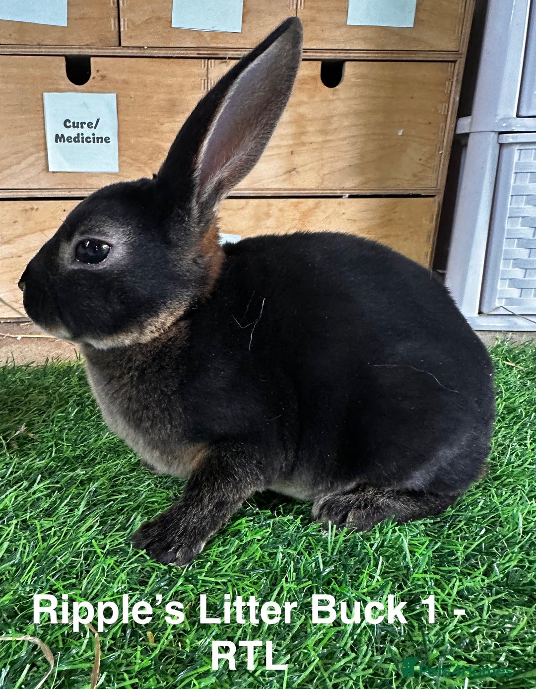 Rex rabbits for sale: Black and Tan Mini Rex  - Image 31