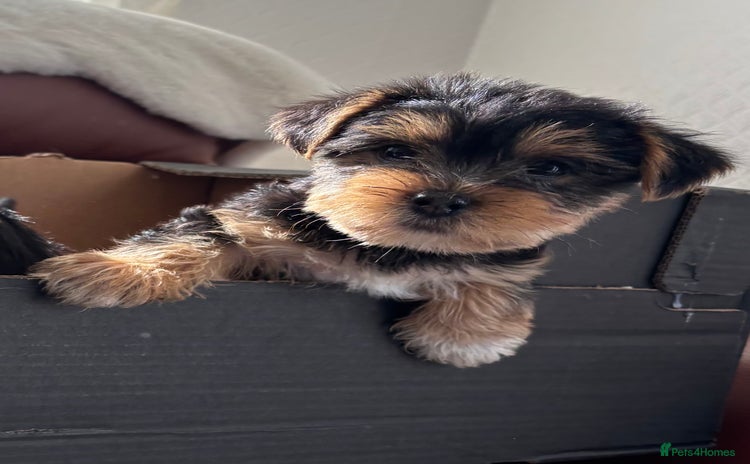 Mixed Breed dogs - Advert 5
