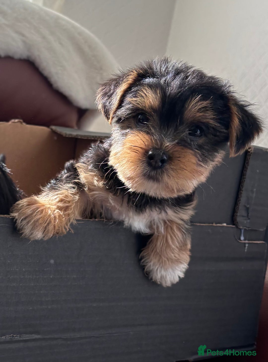 Mixed Breed dogs for sale: Yorkshire terrier/Jack Russell - Image 1