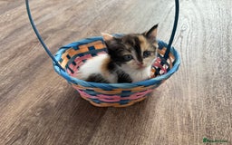 American Shorthair cats for sale: American shorthair x sphynx  - Image 7
