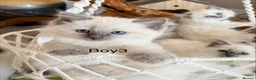 Ragdoll cats for sale: Stunning Champion bloodline TICA Ragdoll kittens - Advert 15