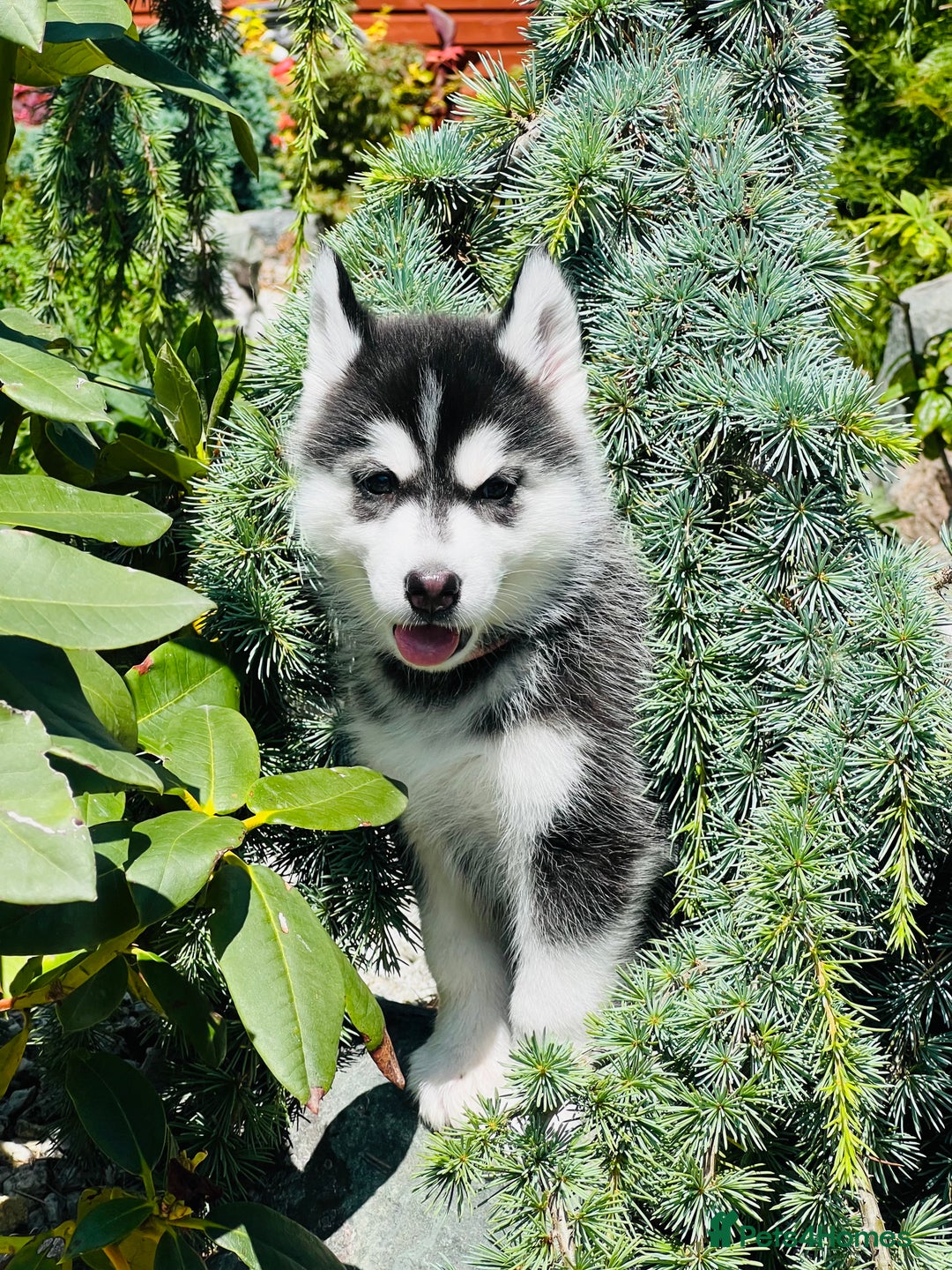 Pomsky dogs for sale:  Beautiful F2b Pomsky Puppies – Health Tested - Image 7