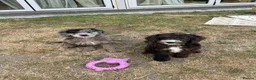 Cockapoo dogs for sale: *LAST 3 LEFT READY TO LEAVE*F1B Cockapoos🐶 - Advert 33
