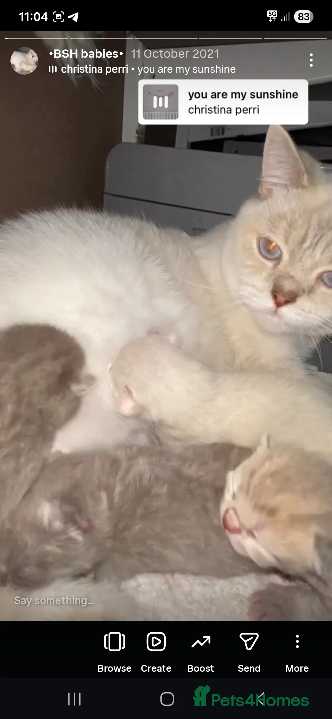 British Shorthair cats for sale: Stunning fluffy babies ready now - Advert 1