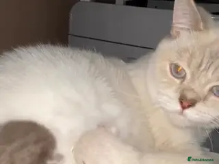 British Shorthair cats Stunning fluffy babies ready now - Advert 7