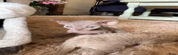 Devon Rex cats for sale: TICA Registered Devon Rex Lilac Kittens  - Advert 2
