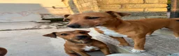Mixed Breed dogs for sale: Jack Russell x Plummer puppies for sale - Advert 2