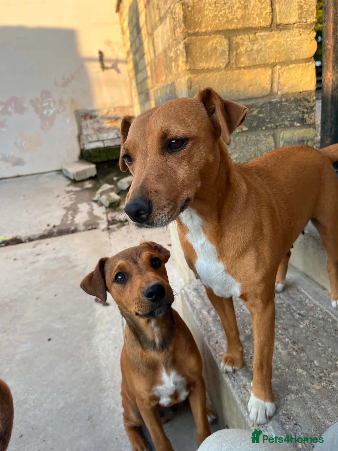 Mixed Breed dogs for sale: Jack Russell x Plummer puppies for sale - Advert 2