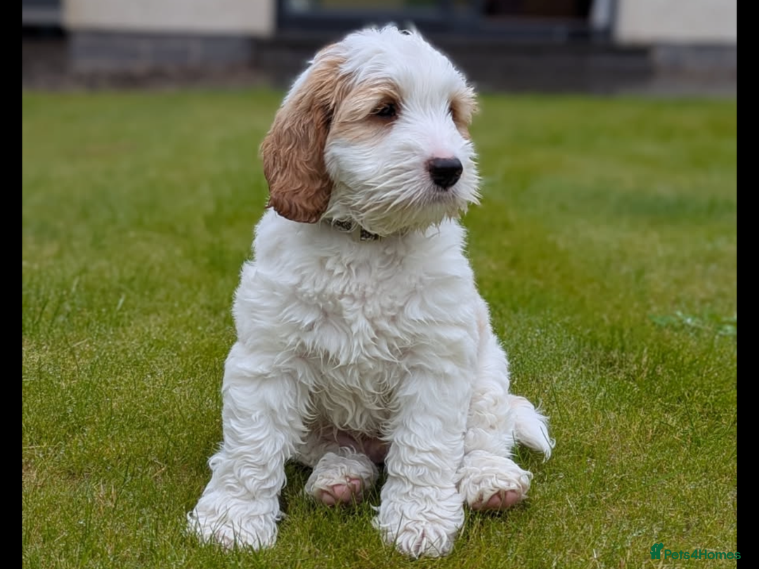 Australian Labradoodle dogs for sale: Last Boy Miniature Australian Labradoodle puppy in Alford - Image 2