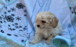 Poochon dogs for sale: Beautiful Poochons  - Image 17