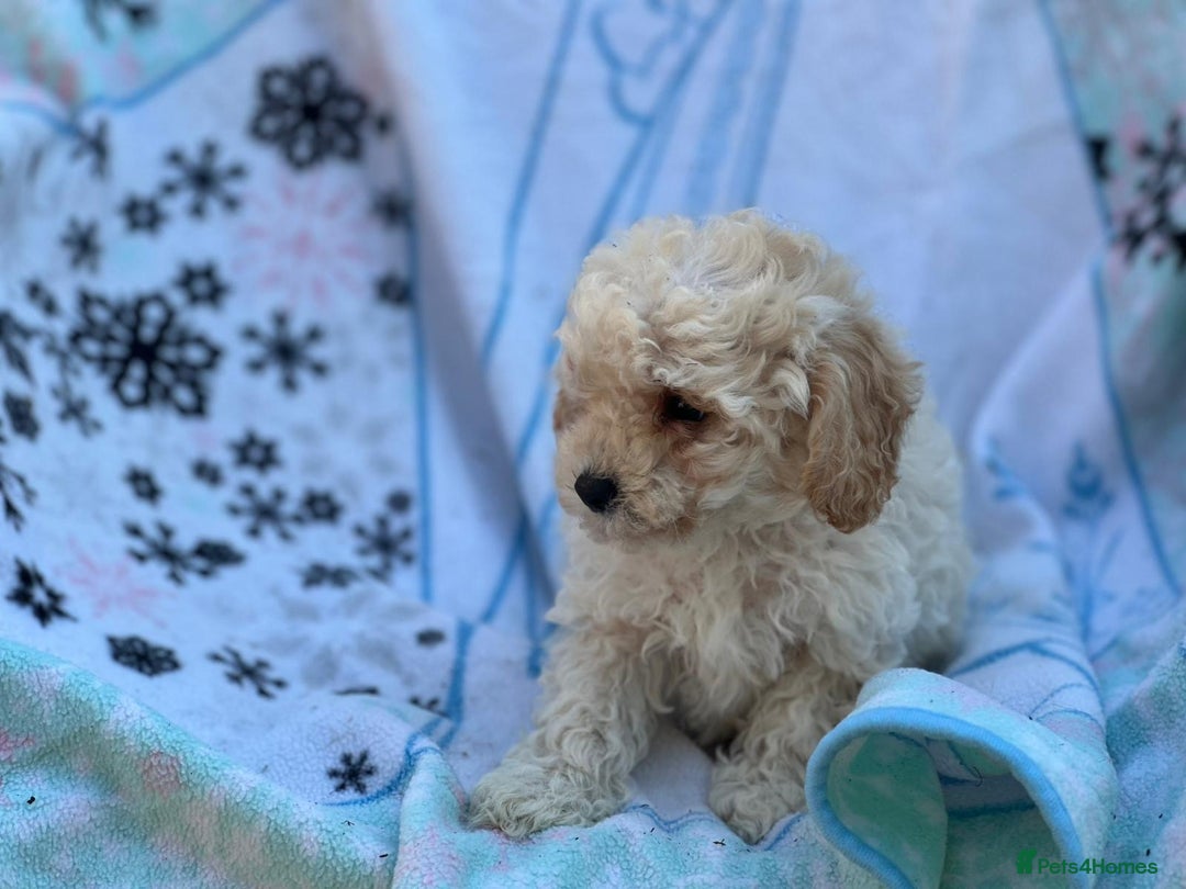Poochon dogs for sale: Beautiful Poochons  - Image 17