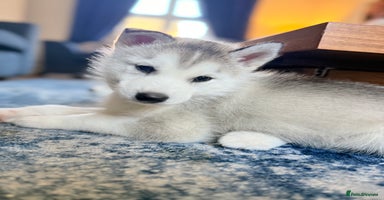 Siberian Husky dogs Fluffy Siberian Husky Puppies. 1 Boy left.  - Advert 9