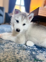 Siberian Husky dogs Fluffy Siberian Husky Puppies. 1 Boy left. - Advert 13
