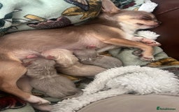 Chihuahua dogs for sale: ⭐️Gorgeous Long haired Lilac and Tan Chihuahuas ⭐️ - Image 20