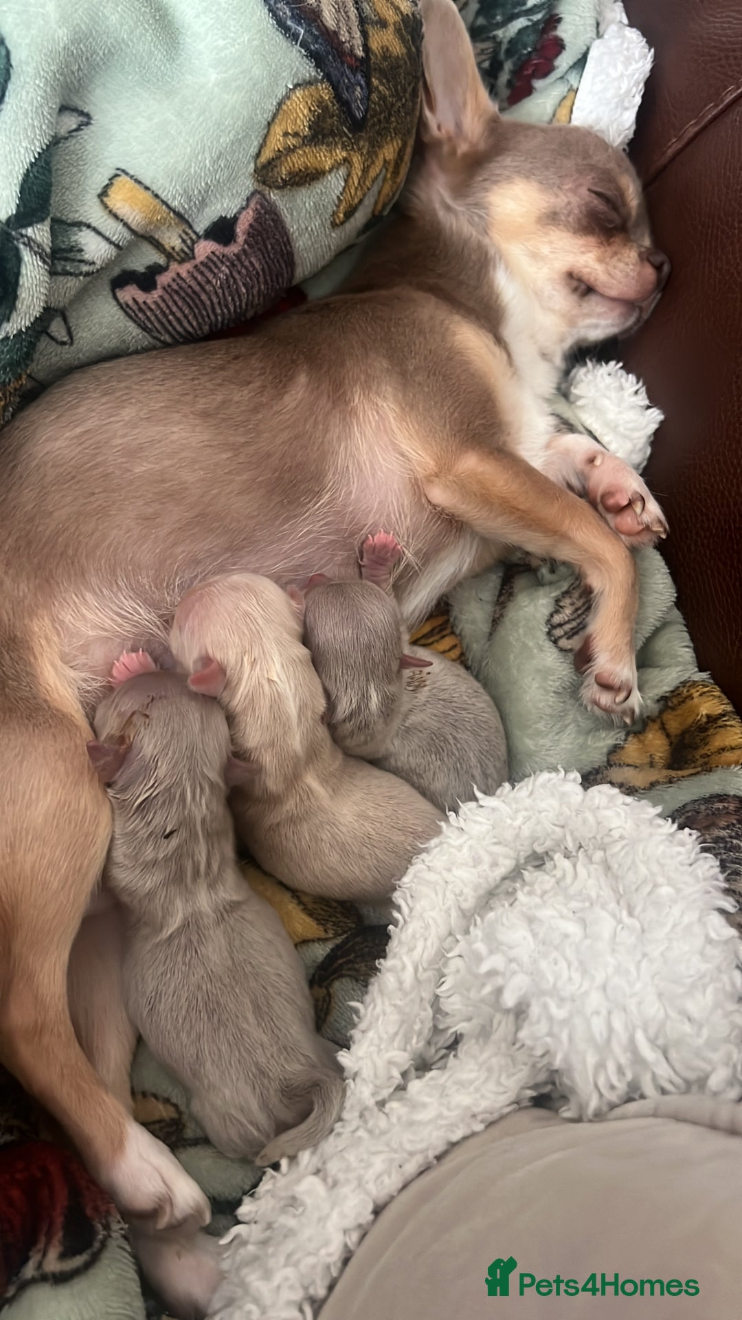 Chihuahua dogs for sale: ⭐️Gorgeous Long haired Lilac and Tan Chihuahuas ⭐️ - Image 20