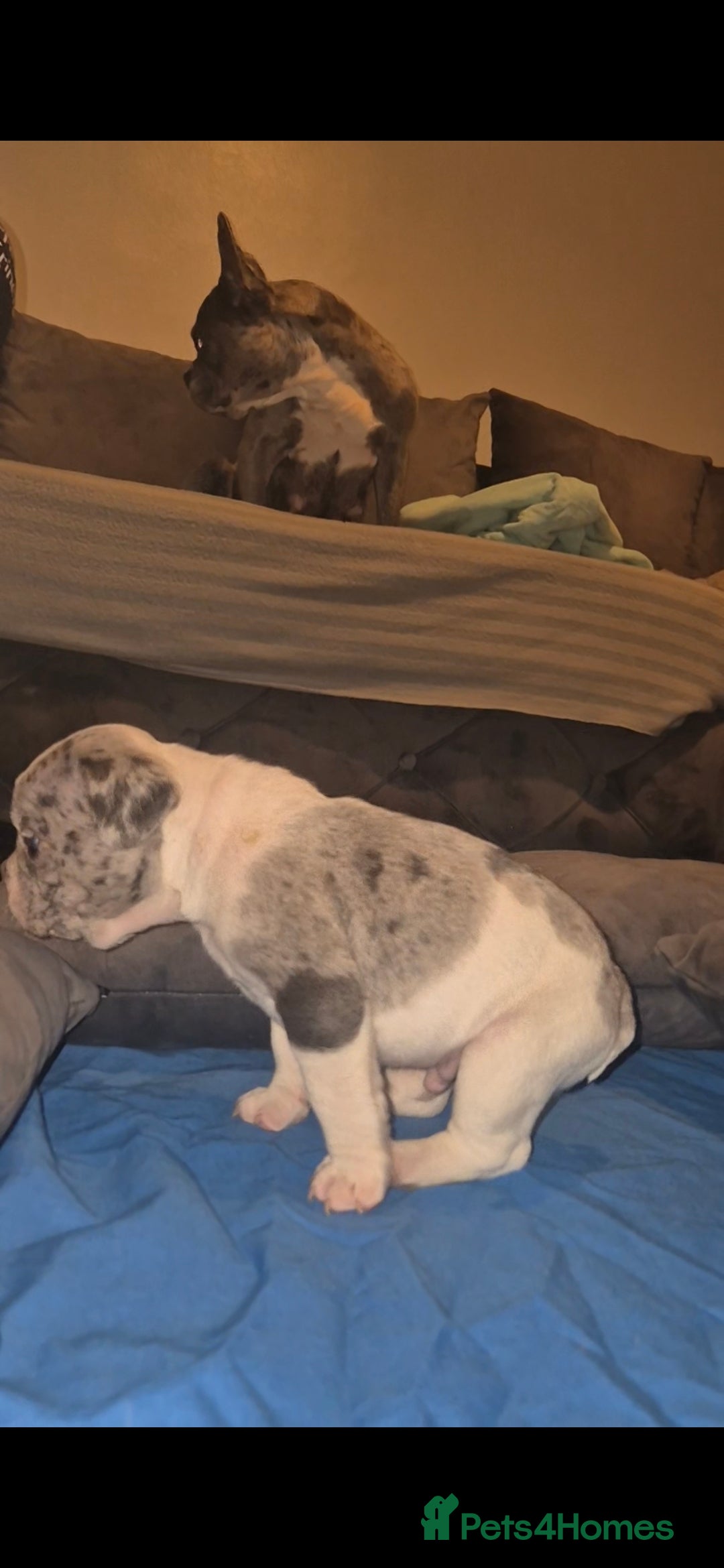 French Bulldog dogs for sale: DWKC beautiful French bulldogs prices negotiable - Advert 4