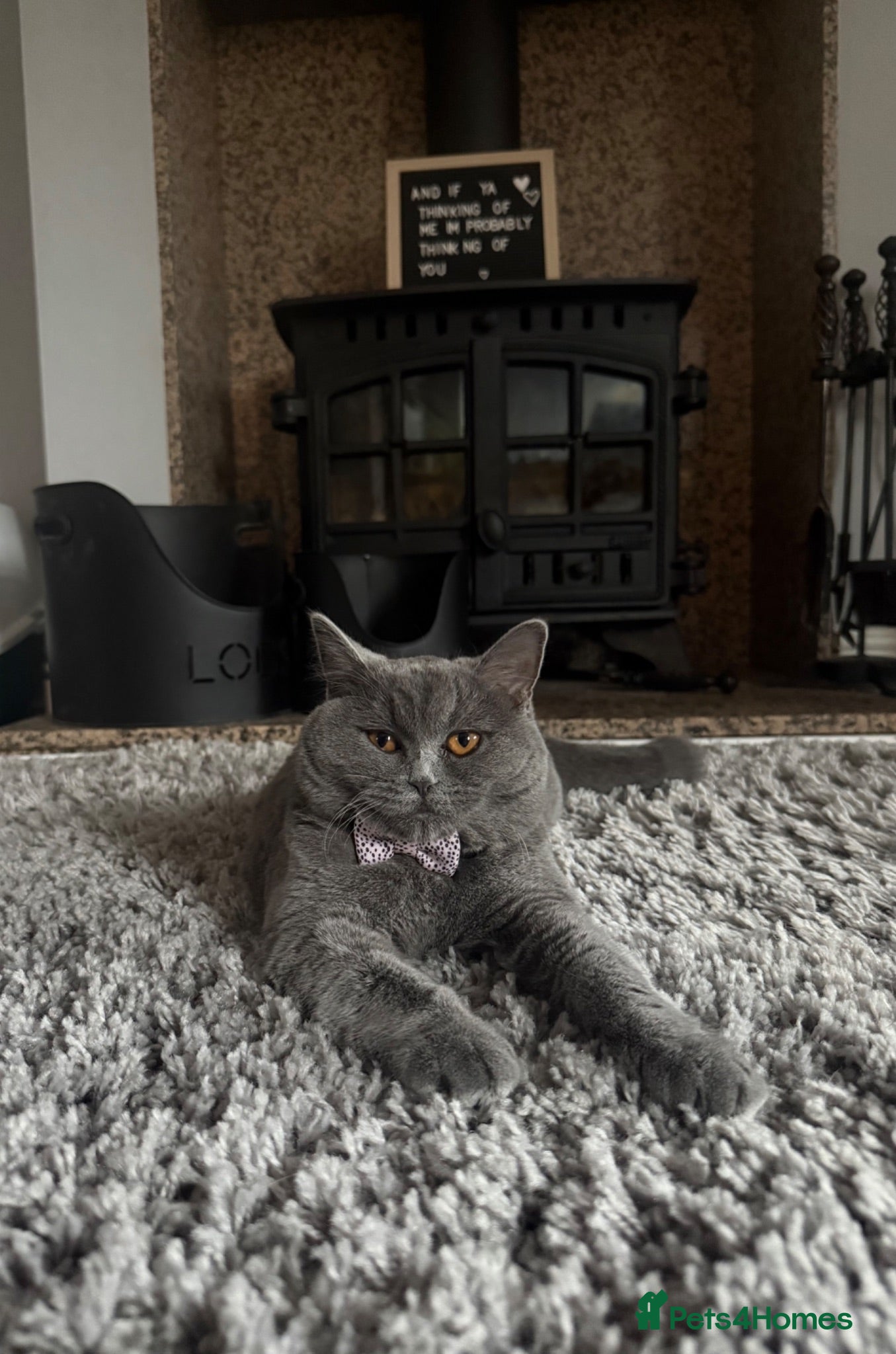 British Shorthair cats British shorthair  - Advert 1