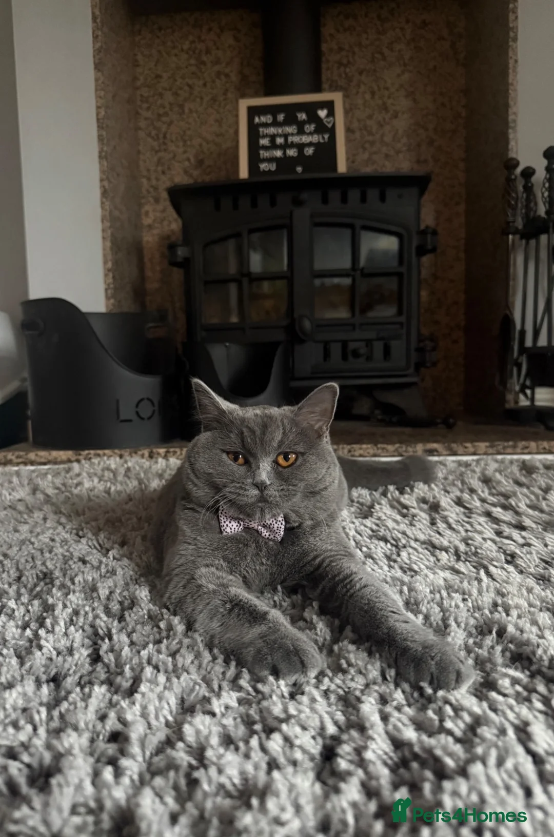 British Shorthair cats for sale: British shorthair  in Derby - Advert 1