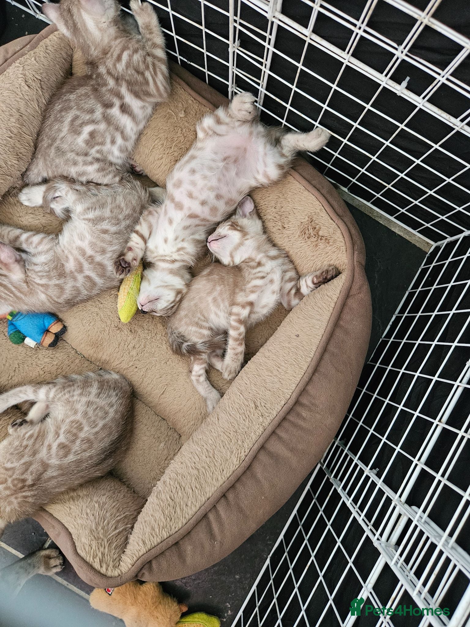 Bengal cats Snow mink bengals - Advert 6