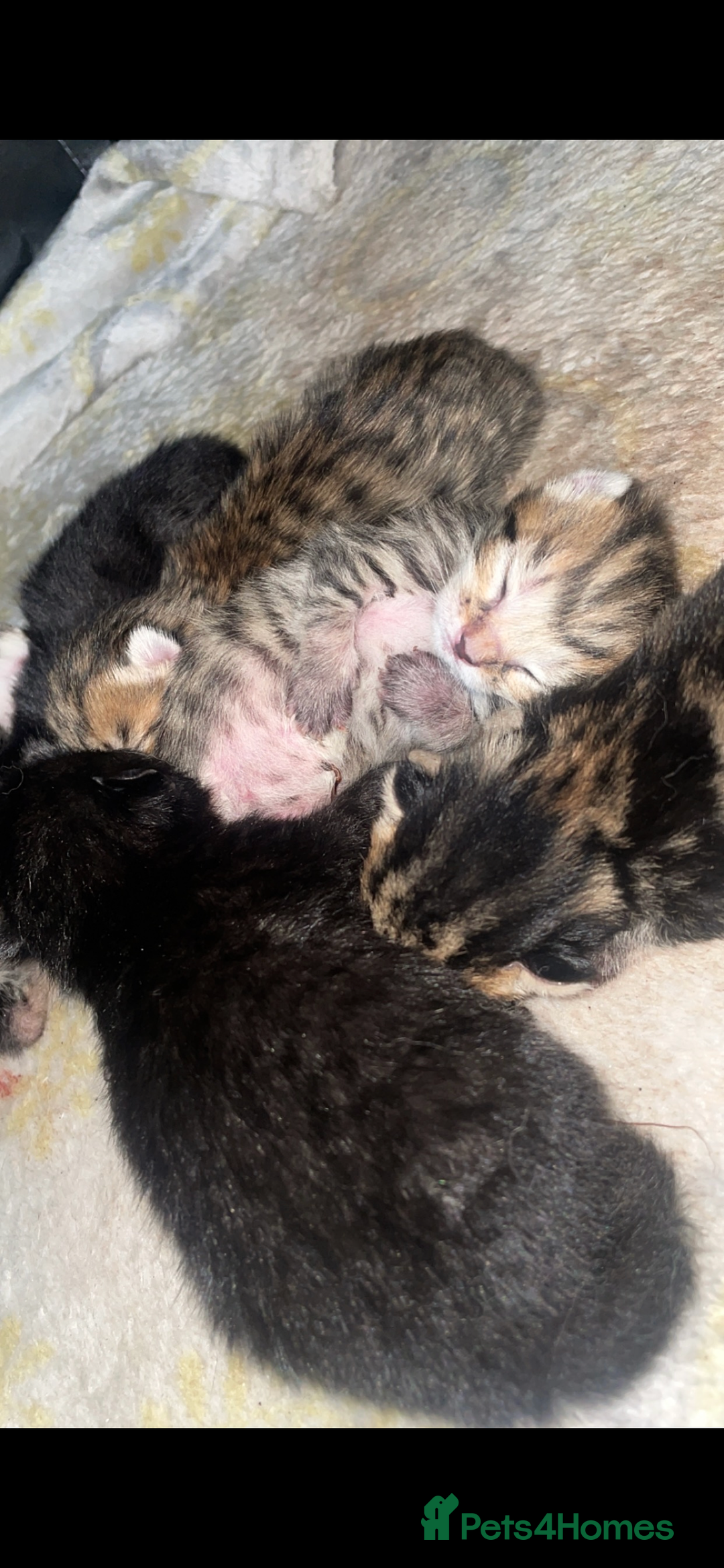 British Shorthair cats for sale: British Shorthair & Turkish Angora Mixed Kittens✨  - Image 7