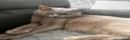 British Shorthair cats for sale: Stunning British shorthair kittens  in Birmingham - Advert 8