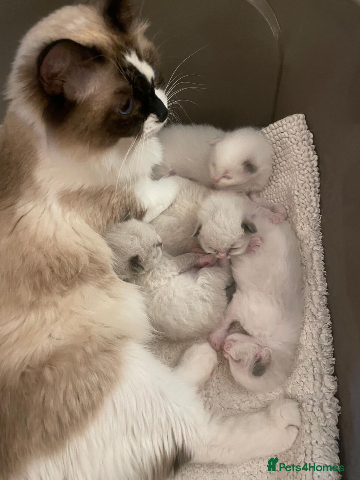 Ragdoll cats 💙 Four Beautiful Pure Ragdoll Kittens for Sale - Advert 2
