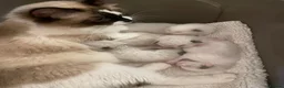 Ragdoll cats for sale: 💙 Four Beautiful Pure Ragdoll Kittens for Sale - Advert 8