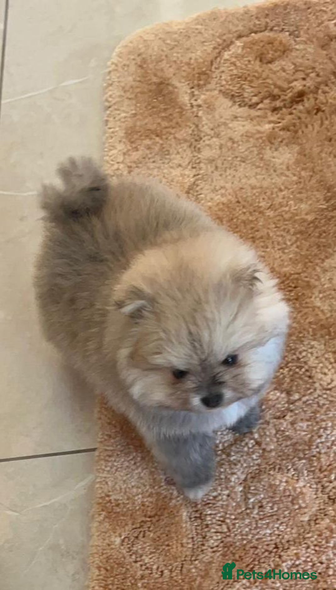 Pomeranian dogs for sale: Kc Registered Pomeranian Pups - Image 6