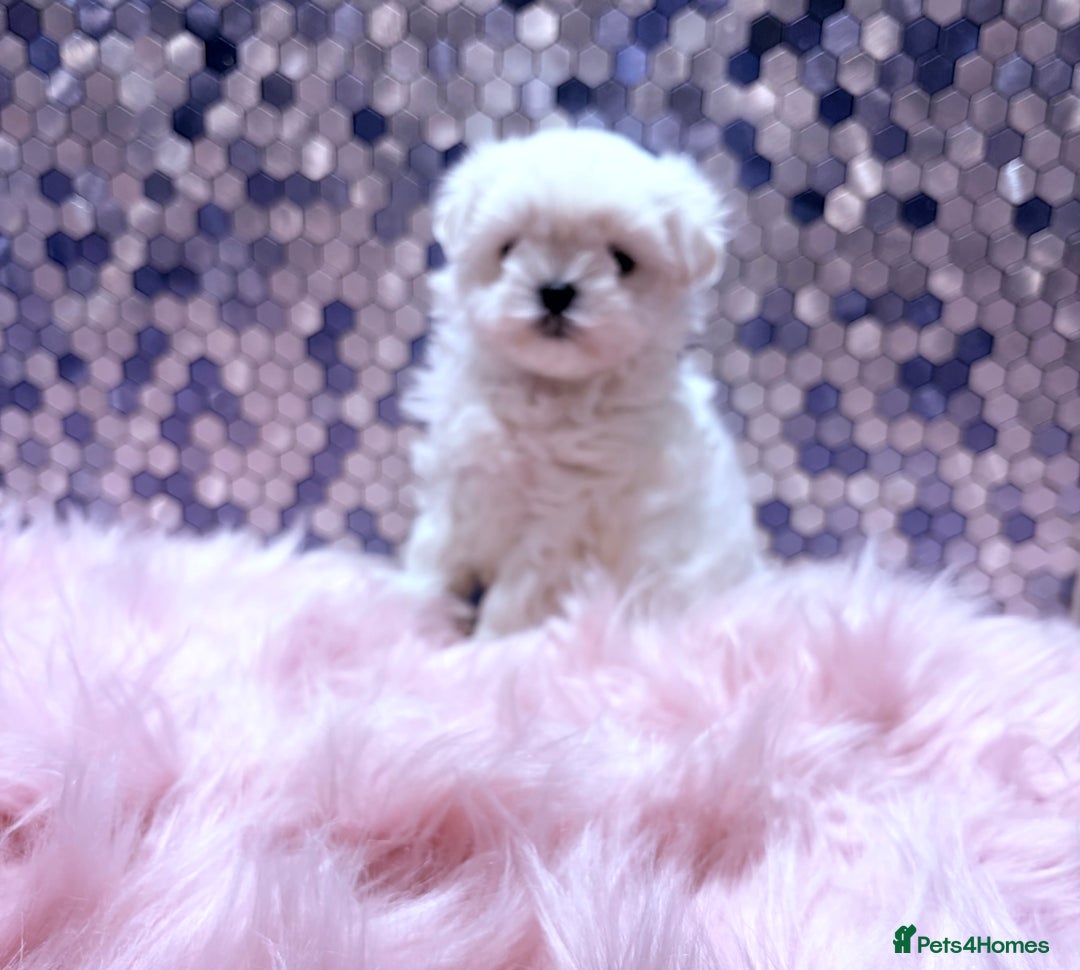 Maltese dogs for sale: ❤️🩵Full Korean Baby pups🩵❤️ - Advert 1