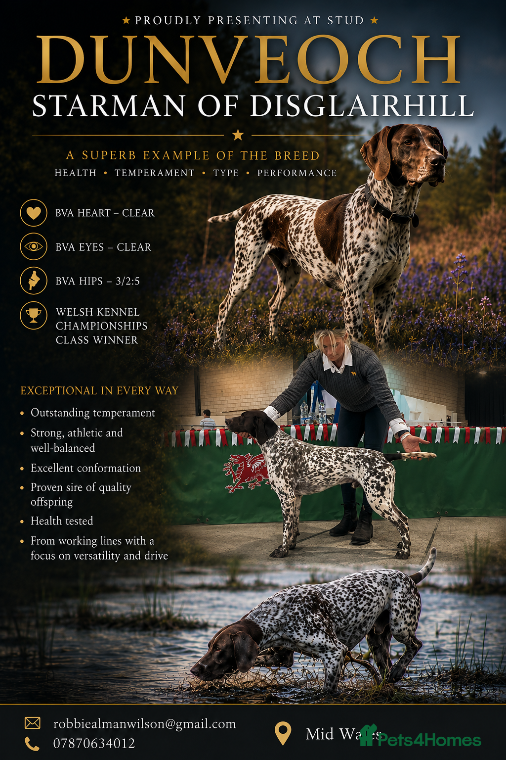 German Shorthaired Pointer dogs ✨FULLY HEALTH TESTED✨ Proven GSP stud - Advert 4