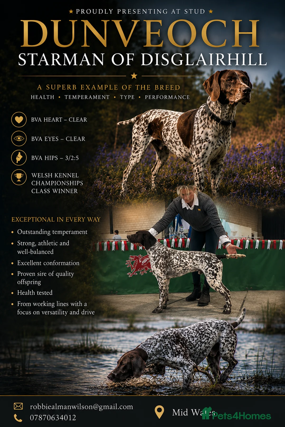 German Shorthaired Pointer dogs for stud: ✨FULLY HEALTH TESTED✨ Proven GSP stud - Advert 1