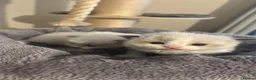 Ragdoll cats for sale: Ragdoll kittens fully gccf registered kittens  - Advert 9