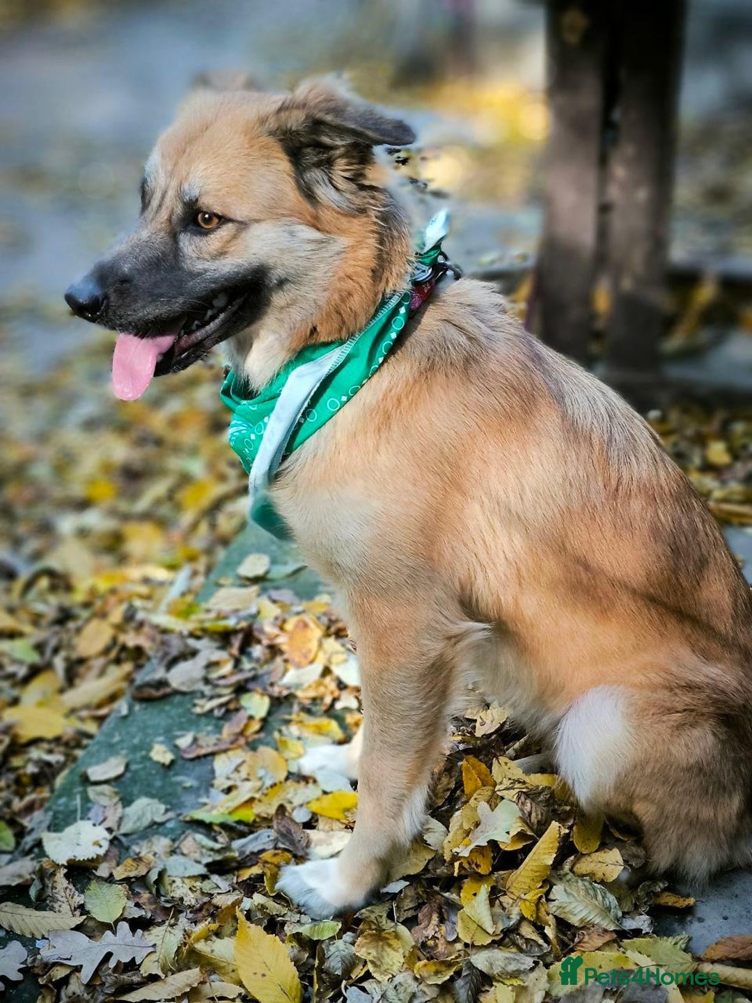 Mixed Breed dogs for adoption: 🐶💖 SOFIE 💖🐶 - Advert 17