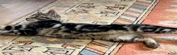 Mixed Breed cats for sale: Black tabby girl in Malmesbury - Advert 5