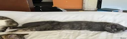 Mixed Breed cats for sale: Kittens looking new home  in London - Advert 9