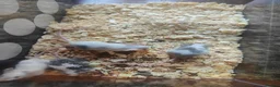 Mouse rodents for sale: beautiful mice - Advert 3