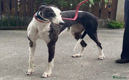 Greyhound dogs for adoption: Friendly girl Tissy wants a loving forever home - Image 1